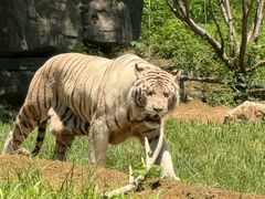 -北京野生动物园