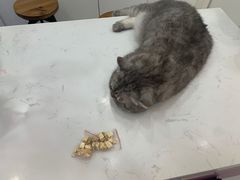 -喵园·猫主题咖啡厅·撸猫·猫咖(国贸店)