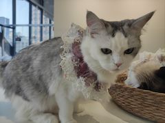 -怪兽屋·羊驼·猫咖·狗咖(俊华广场店)