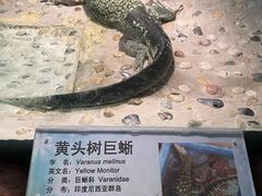 -上海大自然野生昆虫馆(东方明珠·爬宠昆虫探索中心)