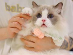 -momokira米努特·德文卷毛猫·棉花面纱犬