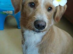 -翊宠yipet猫狗购宠庄园犬舍•猫舍