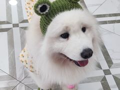 -星多哈·狗咖·拼豆·咖啡