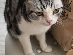 -共舞时光猫咖·狗咖(新街口店)
