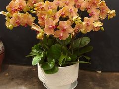 -双季花艺园艺市场(浦东店)