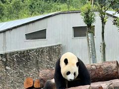-卧龙中华大熊猫苑神树坪基地