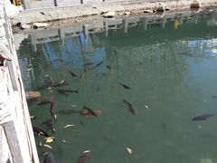 -宗角禄康公园
