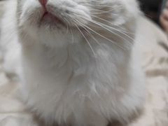 -猫大福·Fortune Cat猫舍(百子湾店)
