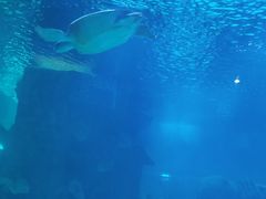 -石家庄海洋公园