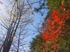 -山王坪喀斯特国家生态公园