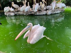 -珠海长隆海洋王国