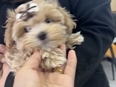 -翊宠yipet猫狗购宠庄园犬舍•猫舍