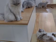 -李小姐の猫咖啡馆(五角场店)