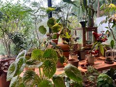 -自由生长植物工作室(深港花卉中心店)