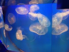 -青岛海底世界-水族馆
