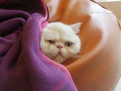 -飞行喵MR PILOT|猫舍·猫咖(静安大融城店)