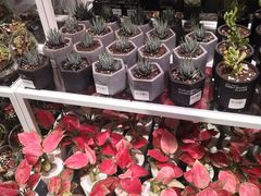 -KKV(深圳宏发大仟里店)