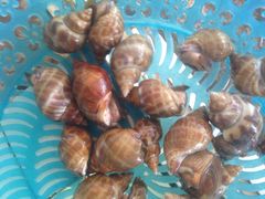 南丰螺，爽口-浪琴湾尾角仔海鲜坊