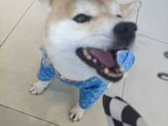 -怪兽屋·羊驼·猫咖·狗咖(俊华广场店)