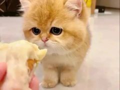 -猫十亿·布偶金渐层·曼基康矮脚猫舍(青年路店)