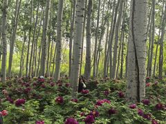 -仁和公园(顺义区)