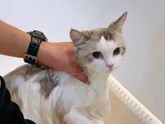 -momokira米努特·德文卷毛猫·棉花面纱犬