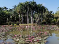 -中国科学院西双版纳热带植物园