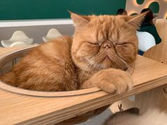 -飞行喵MR PILOT|猫舍·猫咖(静安大融城店)