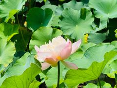-洛阳市隋唐城遗址植物园