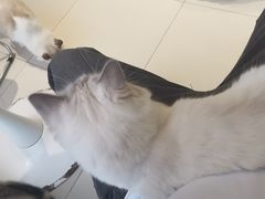 -怪兽屋·羊驼·猫咖·狗咖(俊华广场店)