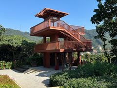 -银湖山郊野公园-相思林