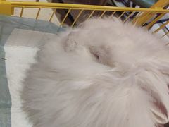 -猫色咖啡·猫咖