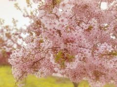 -古柏渡飞黄旅游区