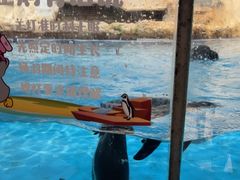 -帝企鹅自助餐厅•儿童岛•真企鹅(长隆企鹅酒店)