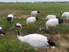 -盐城丹顶鹤湿地生态旅游区
