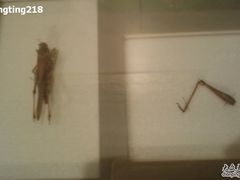 -上海昆虫博物馆