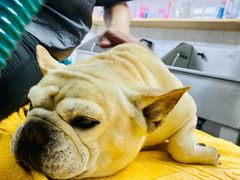 -爱派特动物医院·全科诊疗中心