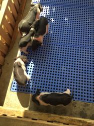 -萌宠亲子动物乐园(槐房万达店)