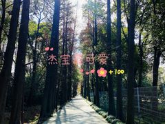 -上海滨江森林公园