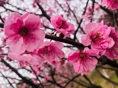 -秀丽东方