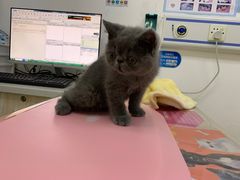 -创凡宠物医院·骨专科  猫科中心(西乡分院)