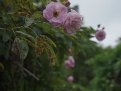 -广西壮族自治区药用植物园