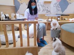 -滚猫咖啡·猫咖·猫友好撸猫(未来城店)