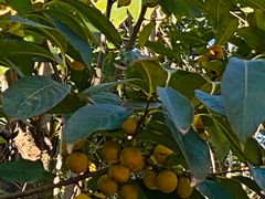 -北京张裕爱斐堡酒庄