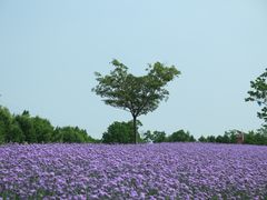 -同里国家湿地公园