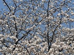 -西北湖绿化广场