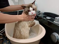 -袖虎·猫馆(体育西路店)