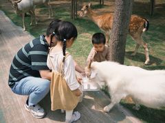 -合肥滨湖国家森林公园