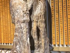 -广东中医药博物馆