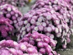 -中国天府农业博览园